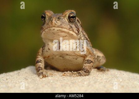 Eastern American toad sitting on sand. Bufo americanus Stock Photo