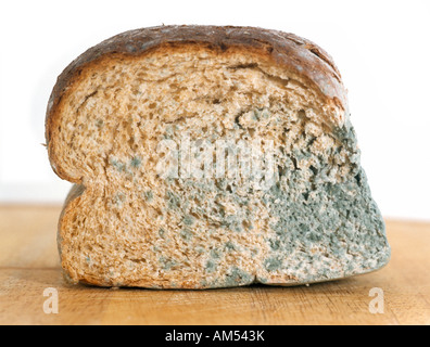 Mouldy Bread Stock Photo