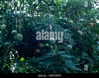 Mango tree Tobago Stock Photo