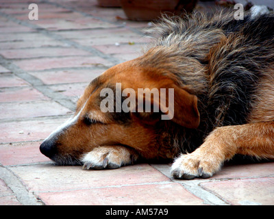 Dog resting on a tiled Mediterranean patio Sandy close up portrait alert lying reclines reclining rest resting wait waiting Stock Photo