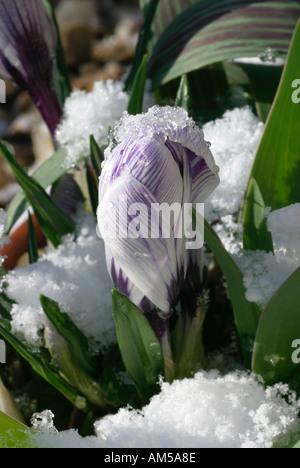 Emerging bud of Harlequin Crocus, with a purple and white stripe, pushing through a late fall of snow Stock Photo