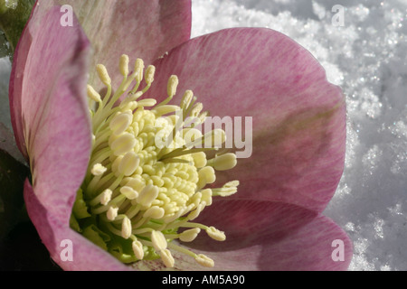 Soft pink, mauve Christmas Rose (Lenten Rose or Hellebore) flower opening in cool winter sunshine after snowfall Stock Photo