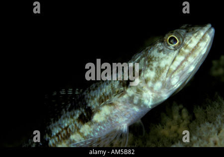 Gracile lizardfish Saurida gracilis Stock Photo
