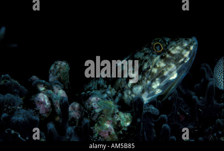 Gracile lizardfish Saurida gracilis Stock Photo