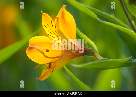 Alstroemeria in bloom, also known as Peruvian lily or lily of the Incaspetal Stock Photo