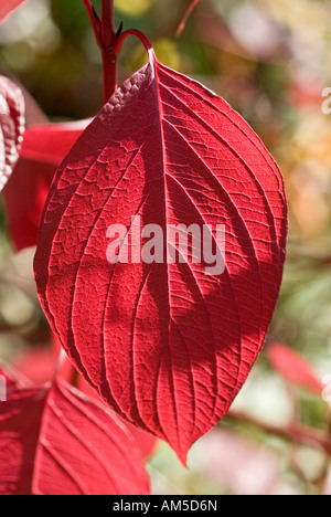 Flowering Dogwood (Cornus Florida) leaf autumnly coloured scarlet red Stock Photo