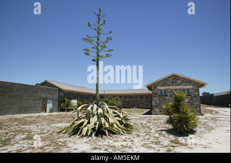 Agave in front of the formerly prison on Robben Island, Cape Town, South Africa Stock Photo
