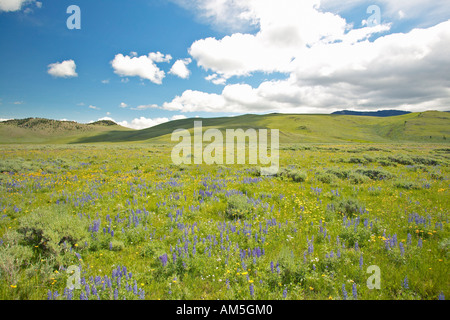 Purple lupine and mountains in Centennial Valley near Lakeview MT Stock Photo