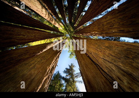 Inside a Coast Redwood Tree Cathedral or Fairy Ring. Sequoia Sempervirens. A closed circle of Redwood trees. Stock Photo