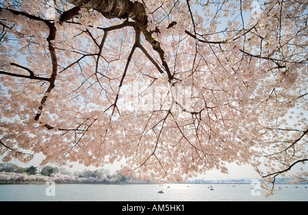 Cherry Trees in peak bloom all around the Tidal Basin in Washington DC, USA, during the National Cherry Blossom Festival. Stock Photo