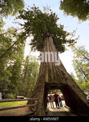 Tourists posing and taking pictures under drive thru Redwood tree. Roadside attraction: Chandelier Tree, Leggett, California. Stock Photo