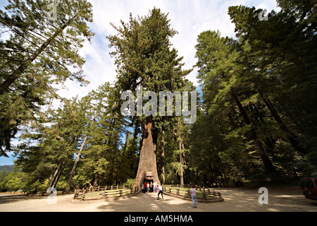 Tourists posing and taking pictures under drive-thru Redwood tree. Roadside attraction Chandelier Tree, Leggett, California. Stock Photo