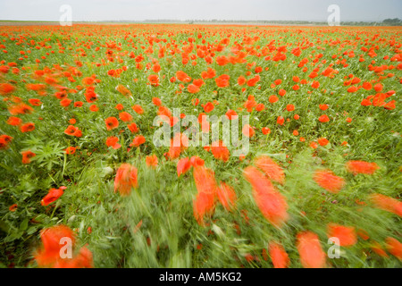 Kazakstan poppies. 'Krasnoye pole' (Red field)  in the steppe near Almaty. The flowers move in the wind. Extreme wide angle. Stock Photo