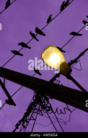 Birds on a wire. Yellow street lamp against a dark purple sky. Lots of wires dangling from the pole. Stock Photo