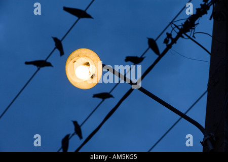 Birds on a wire. Yellow street lamp against a dark blue sky.