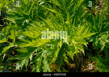 Giant hogweed (Heracleum mantegazzianum) Stock Photo