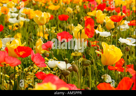 Colorful meadow with white and red poppies, Papaver pulchinella, yellow tulips, Tulipa orientalis Stock Photo