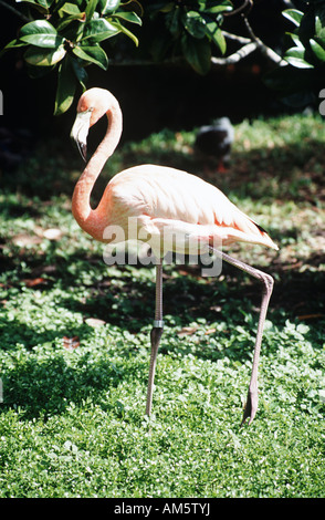 zoology / animals, avian / birds, Scarlet Ibis, (Eudocimus ruber ...