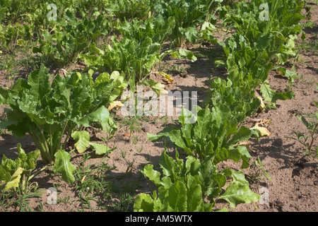 Young sugar beet plants growing in field Stock Photo