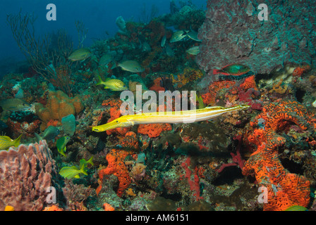 Yellow trumpet fish, Atlantic Ocean, off Florida Stock Photo