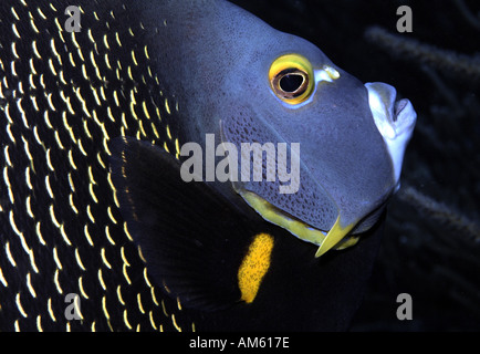 French angelfish, Atlantic Ocean, off Florida Stock Photo