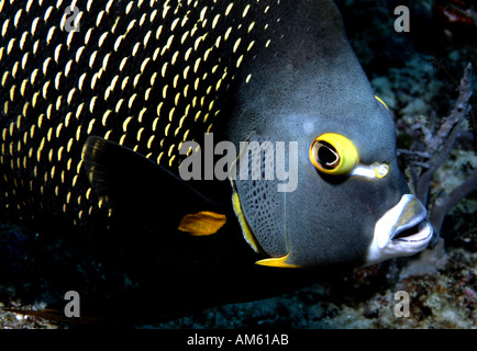 French angelfish, Atlantic Ocean, off Florida Stock Photo