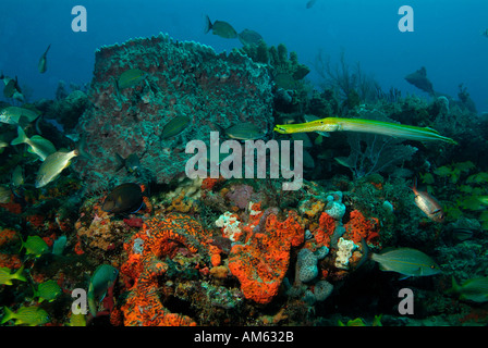 Trumpet fish, Atlantic Ocean, off Florida Stock Photo