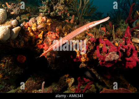 Trumpet fish, Atlantic Ocean, off Florida Stock Photo