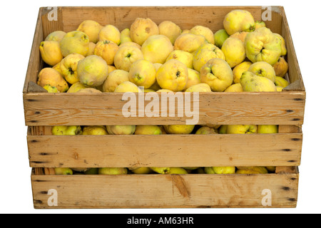 Quinces harvest in a box Stock Photo