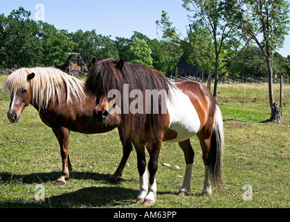 Horses in Bunge, Gotland, Sweden Stock Photo