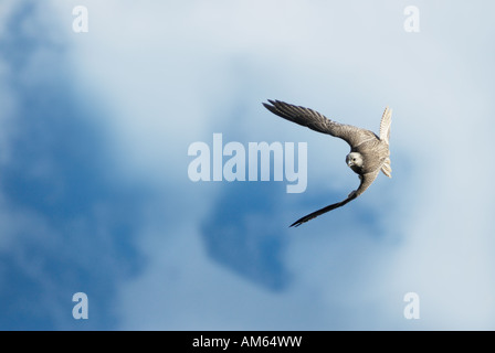 Saker Falcon Falco cherrug) flying Stock Photo