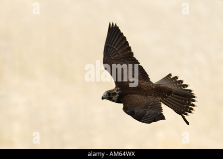 Saker Falcon Falco cherrug) flying Stock Photo