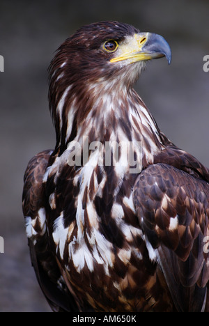 Golden Eagle (Aquila chrysaetos) Stock Photo