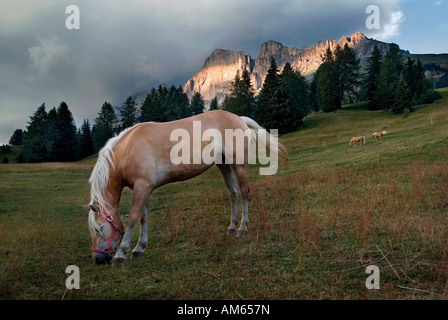 Haflinger horse, Catinaccio (Rosengarten) massif in the evening, South Tyrol, Italy Stock Photo