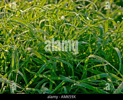 Blades of grass with dew drops Stock Photo