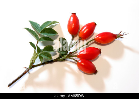Rose hip ( Rosa canina ) with leaves Stock Photo