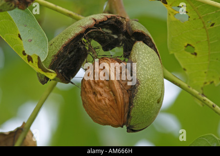 Fruit of Common Walnut (Juglans regia) Stock Photo