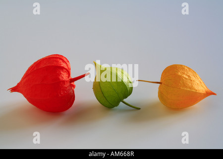 Calyces of Physalis peruviana, Cape gooseberry Stock Photo