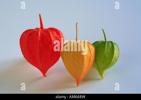 Calyces of Physalis peruviana, Cape gooseberry Stock Photo