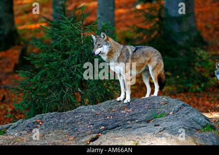 Gray wolf (Canis lupus) in autumnal landscape, outdoor enclosure Bavarian Forest, Germany Stock Photo