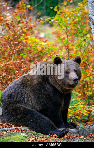 Brown bear (Ursus arctos) in autumnally coloured forest, outdoor enclosure Bavarian Forest, Germany Stock Photo