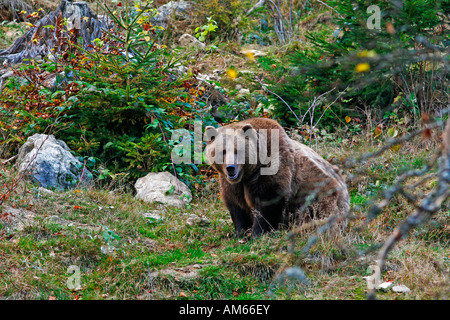 Brown bear (Ursus arctos) in autumnally coloured forest, outdoor enclosure Bavarian Forest, Germany Stock Photo