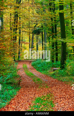 Forest track through an autumnal coloured beech groove (Fagus sylvatica), Westerwald, Hesse, Germany Stock Photo