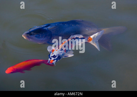 Kujaku Koi (Cyprinus carpio) Stock Photo