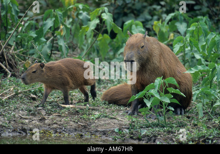 Capybara, Hydorchaeris hydrochaeris, Pantanal, Brazil Stock Photo - Alamy