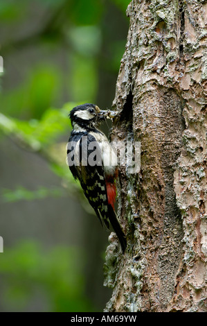 Great spotted woodpecker Dendrocopos major is feeding his juveniles in cave