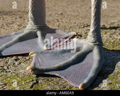 Pelican feet Stock Photo: 135338753 - Alamy