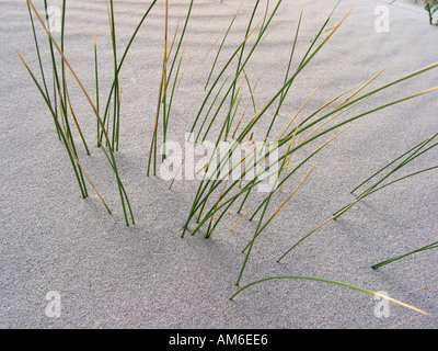 Dune grass in sand hill Stock Photo