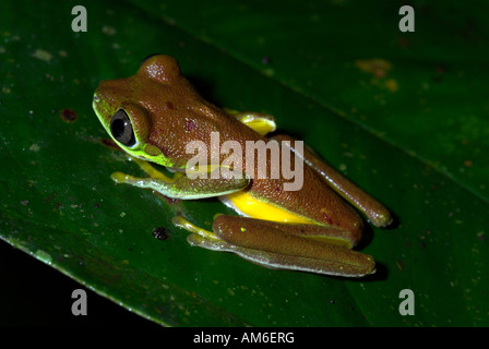 Lemur Leaf Frog Hylomantis lemur Costa Rica Stock Photo