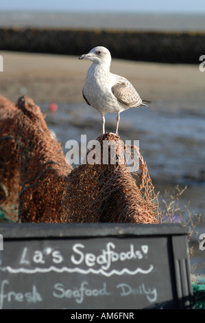Seagull on fishing nets, Folkestone harbour, Kent Stock Photo